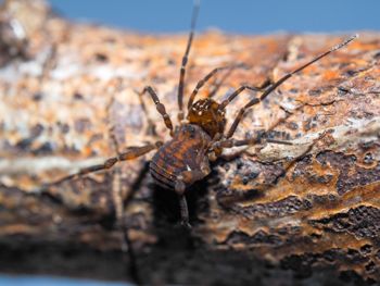 Media type: image; Invertebrate Zoology 152652   Description: live specimen;